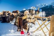 Chalet Valcastello Dolomites Chalet & Polo Club   